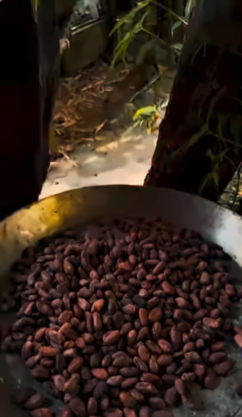 Granos de cacao en una paila metálica, con tierra y plantas al fondo.